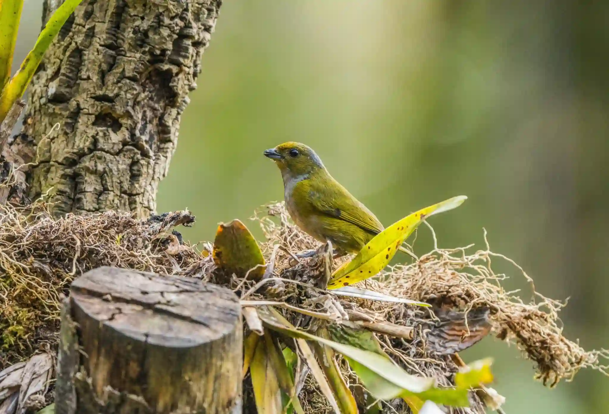 Bird Watching in Karjat
